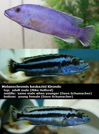 Melanochromis kaskazini Kirondo