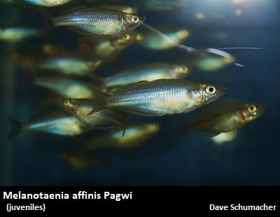 Melanotaenia affinis Pagwi – Dave's Rare Aquarium Fish