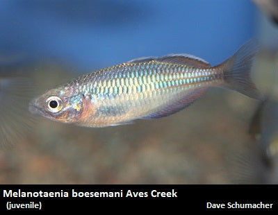 Melanotaenia boesemani Aves Creek