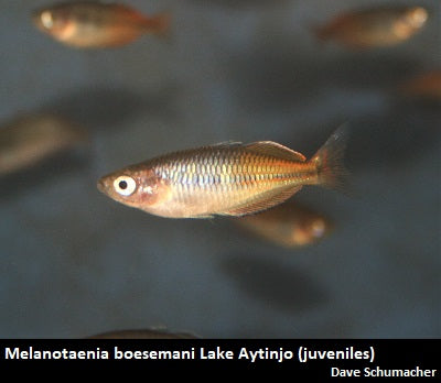 Melanotaenia boesemani Lake Aytinjo