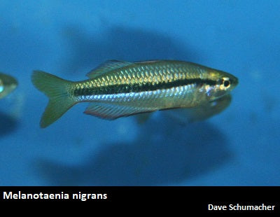 Melanotaenia nigrans ''Black Banded Rainbowfish''