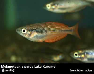 Melanotaenia parva Lake Kurumoi – Dave's Rare Aquarium Fish