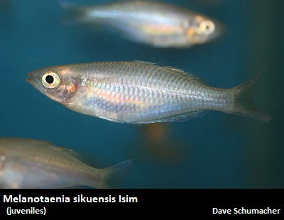 Melanotaenia sikuensis Isim ''Yellow'' – Dave's Rare Aquarium Fish