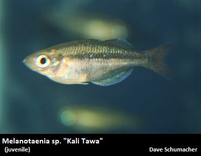 Melanotaenia sp. ''Kali Tawa''