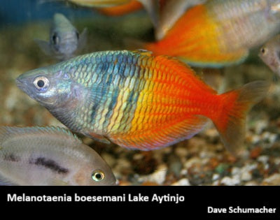 Melanotaenia boesemani Lake Aytinjo