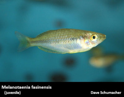 Melanotaenia fasinensis