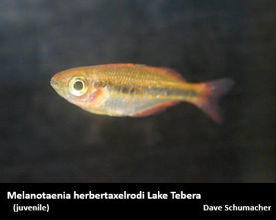 Melanotaenia herbertaxelrodi Lake Tebera "Yellow Rainbow"