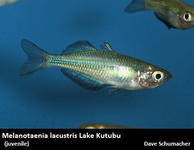 Melanotaenia lacustris Lake Kutubu "Turquoise Rainbow"