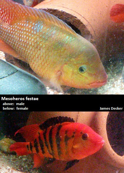 Mesoheros festae ''True Red Terror'' – Dave's Rare Aquarium Fish