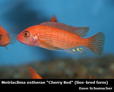 Metriaclima estherae "Cherry Red"