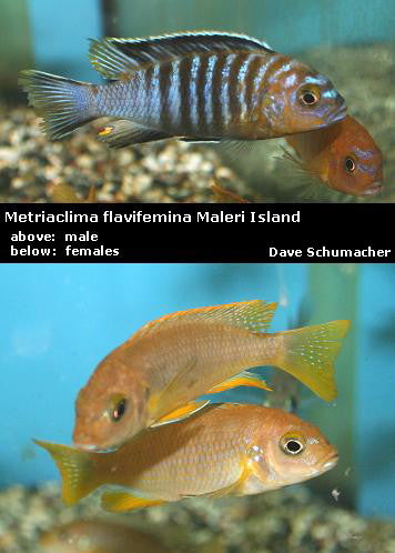 Metriaclima flavifemina Maleri Island ''Black Dorsal Gold''