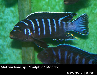 Metriaclima sp. "Dolphin" Manda