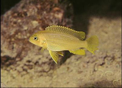 Metriaclima koningsi "Membe Deep"