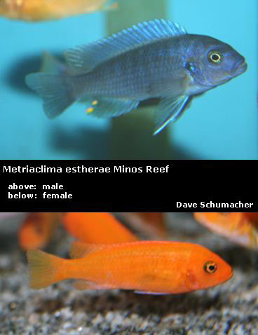 Metriaclima estherae Minos Reef