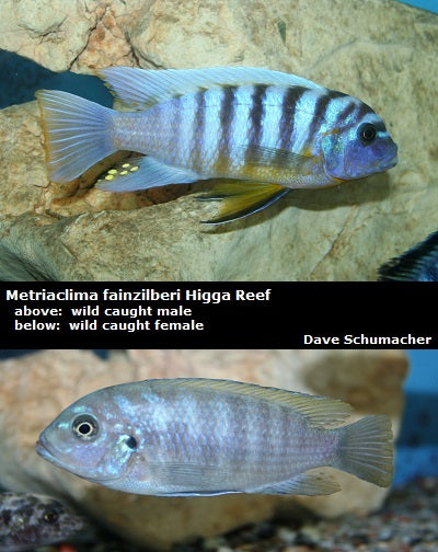 Metriaclima fainzilberi Higga Reef "Zebra Sunrise"