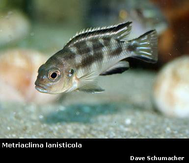 Metriaclima lanisticola "Malawi Shell Dweller"