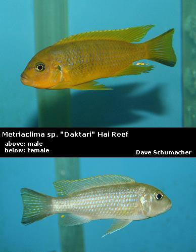 Metriaclima sp. "Daktari" Hai Reef
