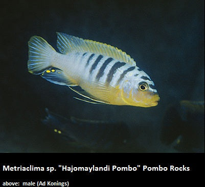 Metriaclima sp. "Hajomaylandi Pombo" Pombo Rocks