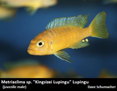 Metriaclima sp. "Kingsizei Lupingu" Lupingu