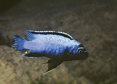 Metriaclima koningsi "Membe Deep"