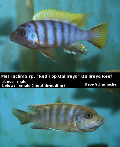 Metriaclima sp. "Red Top Gallireya" Gallireya Reef