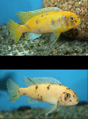 Metriaclima sp. "Zebra Gold" Lion's Cove OB