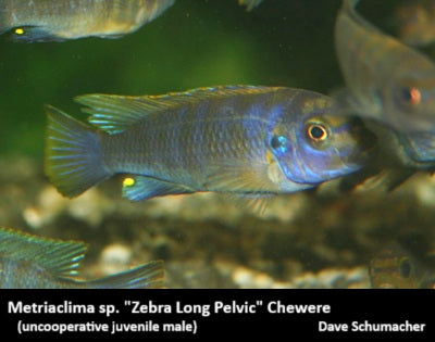 Metriaclima sp. "Zebra Long Pelvic" Chewere
