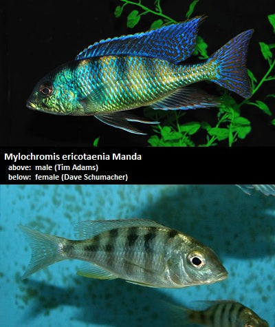 Mylochromis ericotaenia Manda