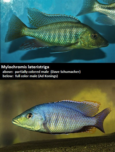 Mylochromis lateristriga