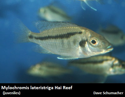 Mylochromis lateristriga Hai Reef