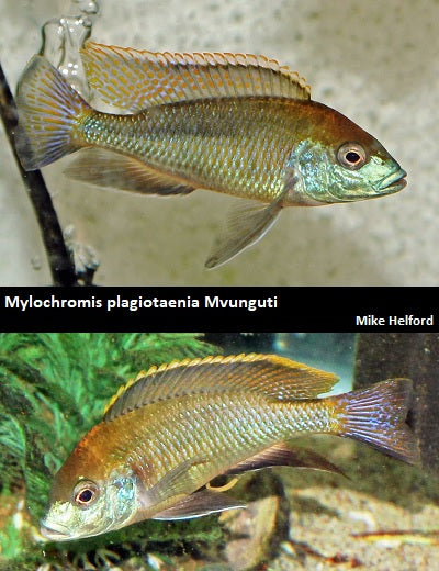 Mylochromis plagiotaenia Mvunguti
