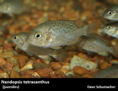 Nandopsis tetracanthus ''Cuban Cichlid''