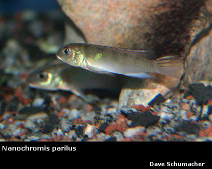 Nanochromis parilus