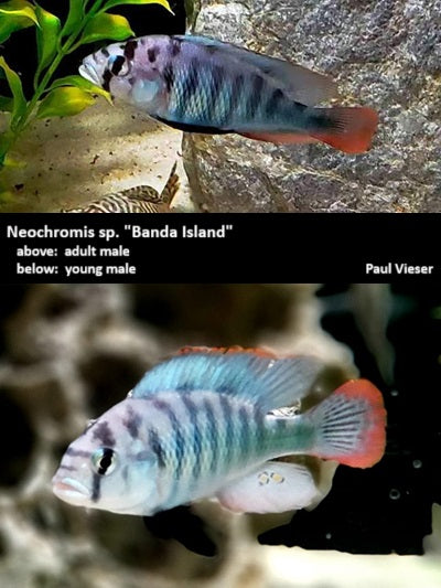 Neochromis sp. "Banda Island"