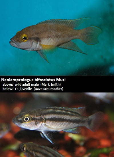 Neolamprologus bifasciatus Muzi