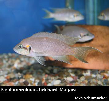 Neolamprologus brichardi Magara