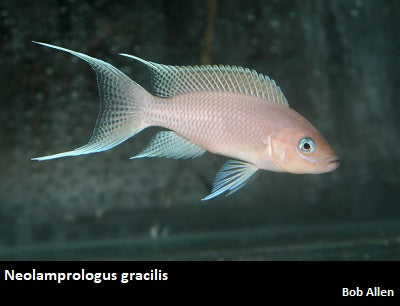 Neolamprologus gracilis Kapampa