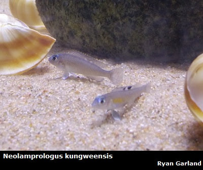 Neolamprologus kungweensis