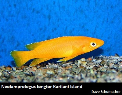 Neolamprologus longior Karilani Island ''Orange''
