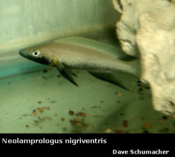 Neolamprologus nigriventris