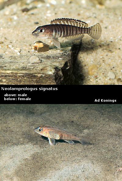 Neolamprologus signatus (pair)