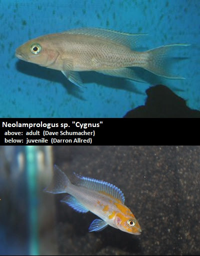 Neolamprologus sp. ''Cygnus''