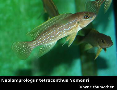 Neolamprologus tetracanthus