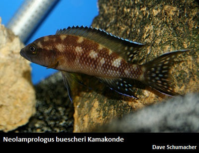 Neolamprologus buescheri Kamakonde "Zaire Gold"