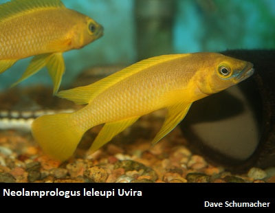 Neolamprologus leleupi Uvira