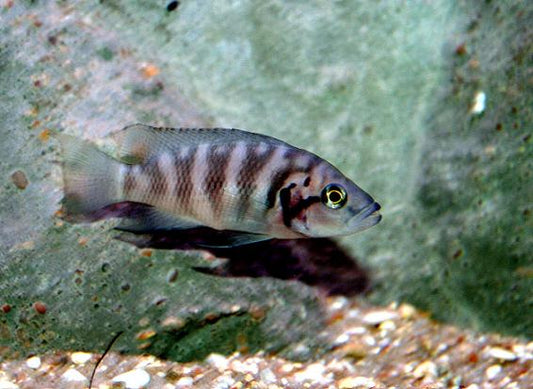 Neolamprologus savoryi