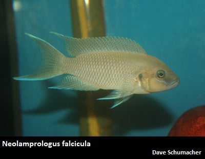 Neolamprologus falcicula