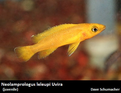 Neolamprologus leleupi Uvira