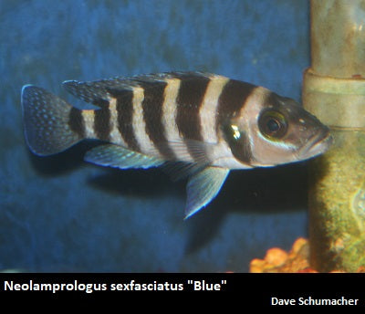 Neolamprologus sexfasciatus "Blue" (wild caught)