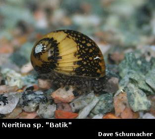 Neritina variegata ''Batik Nerite Snail''